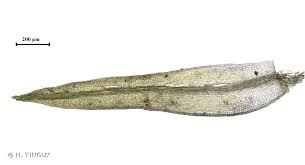 Attēlu rezultāti vaicājumam “Hymenostylium recurvirostrum”