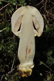 Attēlu rezultāti vaicājumam “Rhizopogon luteolus”