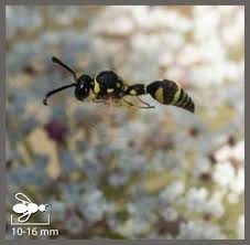 Attēlu rezultāti vaicājumam “Eumenes sp.”