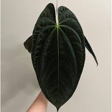 Image result for papirum