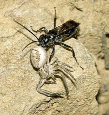 Attēlu rezultāti vaicājumam “Dipogon sp.”