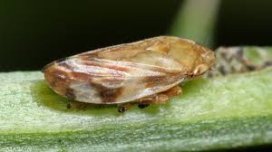 Attēlu rezultāti vaicājumam “Philaenus spumarius nymph”