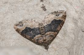 Attēlu rezultāti vaicājumam “Xanthorhoe ferrugata”