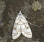 Attēlu rezultāti vaicājumam “Nymphula nitidulata”