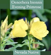 Attēlu rezultāti vaicājumam “Oenothera biennis flower”