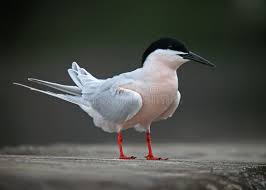 Image result for Sterna dougallii