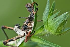 Attēlu rezultāti vaicājumam “Entomophaga grylli”