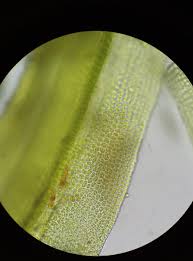 Attēlu rezultāti vaicājumam “Zygodon rupestris”