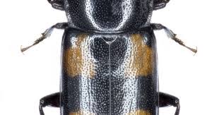 Attēlu rezultāti vaicājumam “Glischrochilus quadripunctatus”