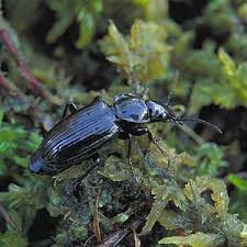 Attēlu rezultāti vaicājumam “Pterostichus aethiops”
