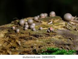 Attēlu rezultāti vaicājumam “Lycogala irregulare macro”