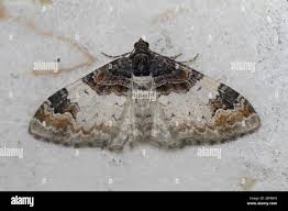 Attēlu rezultāti vaicājumam “Catarhoe cuculata”