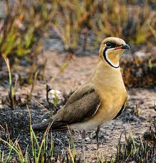 Image result for Glareola maldivarum