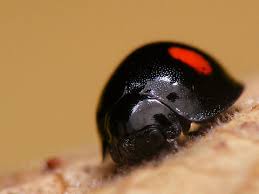 Attēlu rezultāti vaicājumam “Chilocorus renipustulatus”