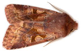 Attēlu rezultāti vaicājumam “Orthosia gothica”