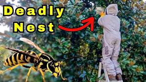 Image result for East Kilbride Wasps