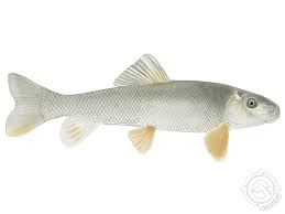 Image result for Catostomus commersonii