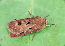 Attēlu rezultāti vaicājumam “Agrotis exclamationis”