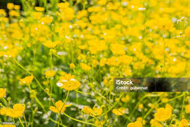 Attēlu rezultāti vaicājumam “Ranunculus acris”