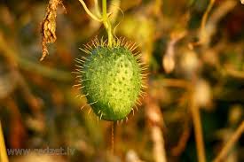 Attēlu rezultāti vaicājumam “Echinocystis lobata fruit”