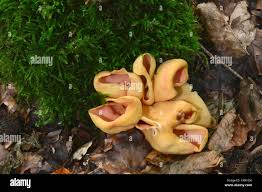 Attēlu rezultāti vaicājumam “Otidea onotica”