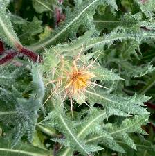 Image result for Cnicus benedictus