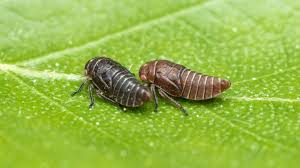 Attēlu rezultāti vaicājumam “Oncopsis sp.”