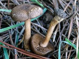 Attēlu rezultāti vaicājumam “Inocybe lanuginosa”