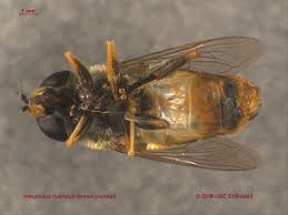 Attēlu rezultāti vaicājumam “Helophilus hybridus”