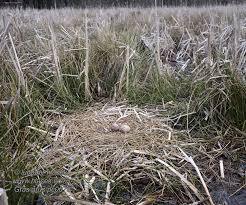 Attēlu rezultāti vaicājumam “Grus grus nest”