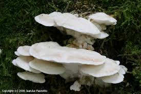 Attēlu rezultāti vaicājumam “Postia stiptica”