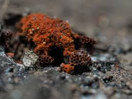 Attēlu rezultāti vaicājumam “Metatrichia vesparia stalked”