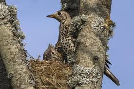 Attēlu rezultāti vaicājumam “Turdus viscivorus nest”