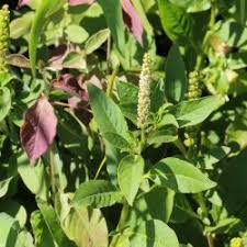 Attēlu rezultāti vaicājumam “Phytolaccaceae”