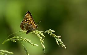 Attēlu rezultāti vaicājumam “Hamearis lucina”