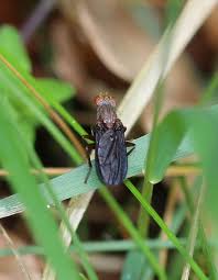 Attēlu rezultāti vaicājumam “Closterotomus biclavatus imago”
