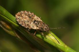 Attēlu rezultāti vaicājumam “Nithecus jacobaeae”