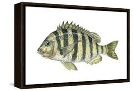 Image result for Archosargus probatocephalus