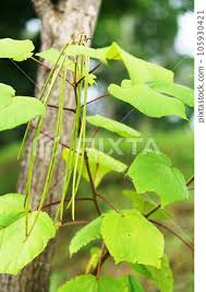 Attēlu rezultāti vaicājumam “Catalpa ovata fruit”