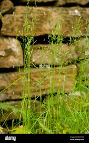 Attēlu rezultāti vaicājumam “Poa nemoralis”