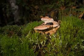 Attēlu rezultāti vaicājumam “Brefeldia maxima spores”