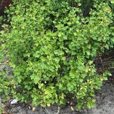 Attēlu rezultāti vaicājumam “Ribes alpinum”