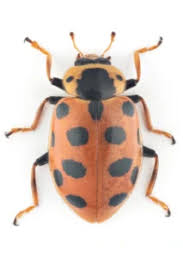 Attēlu rezultāti vaicājumam “Hippodamia tredecimpunctata”