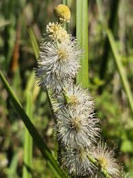 Attēlu rezultāti vaicājumam “Sparganiaceae”