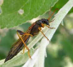 Attēlu rezultāti vaicājumam “Necydalis major”