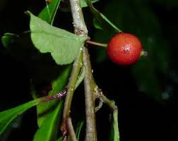 Attēlu rezultāti vaicājumam “Carex viridula fruit”