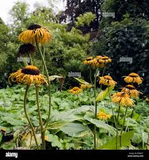 Attēlu rezultāti vaicājumam “Telekia speciosa flower”