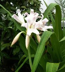 Attēlu rezultāti vaicājumam “Sium latifolium flower”