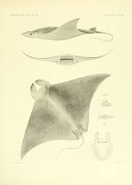 Image result for Mobula hypostoma