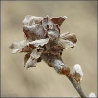 Attēlu rezultāti vaicājumam “Rhabdophaga rosaria”